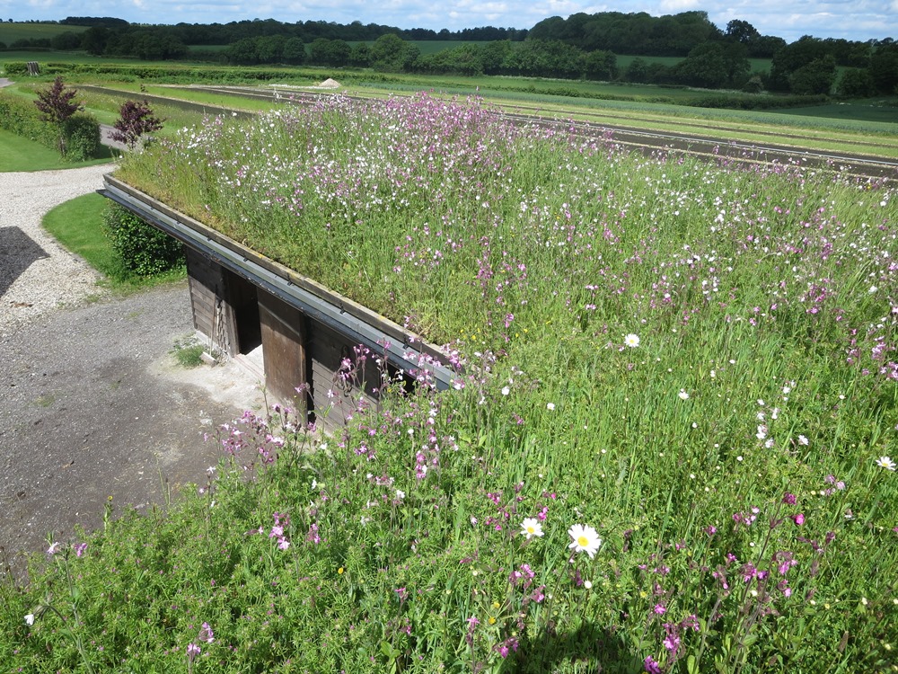 A wildflower Green roof in Spring
